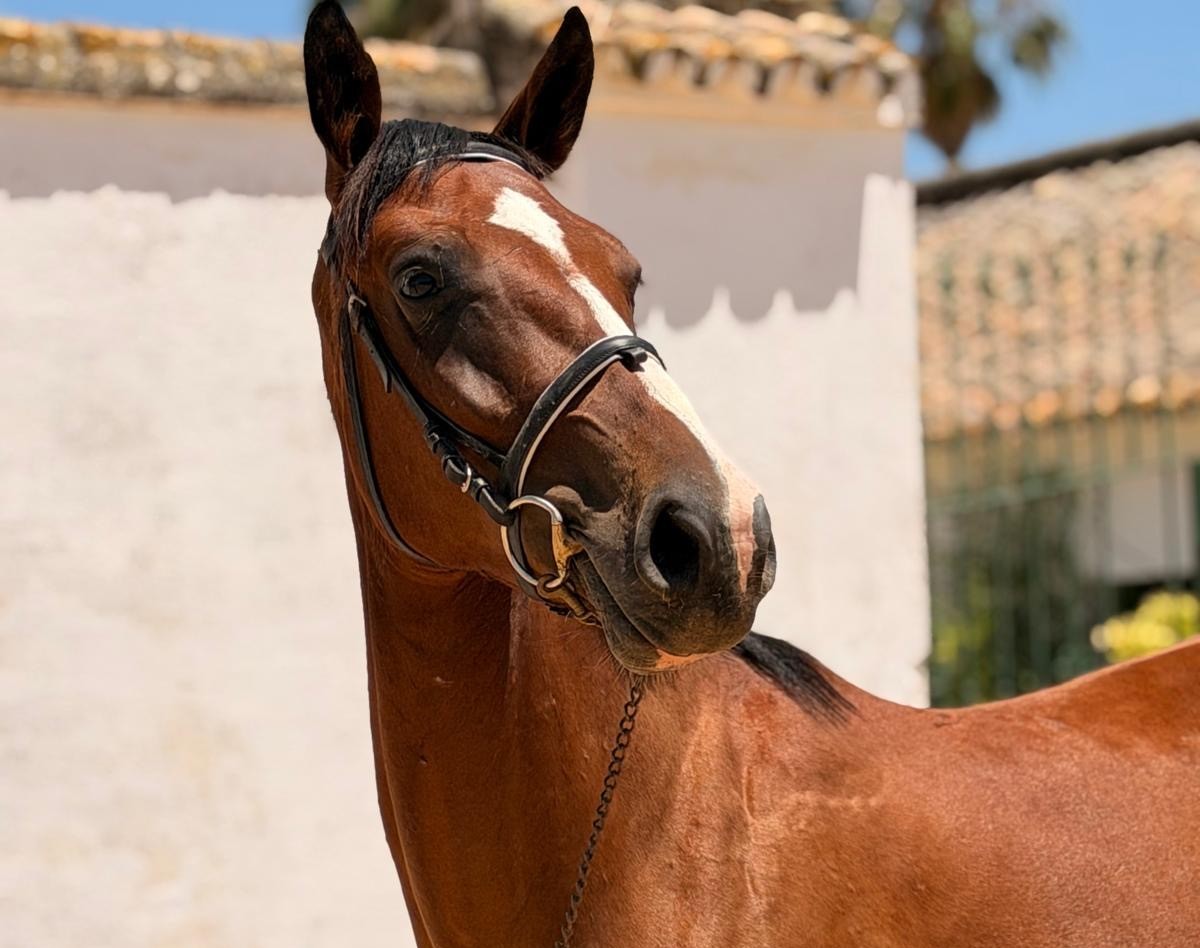 horse